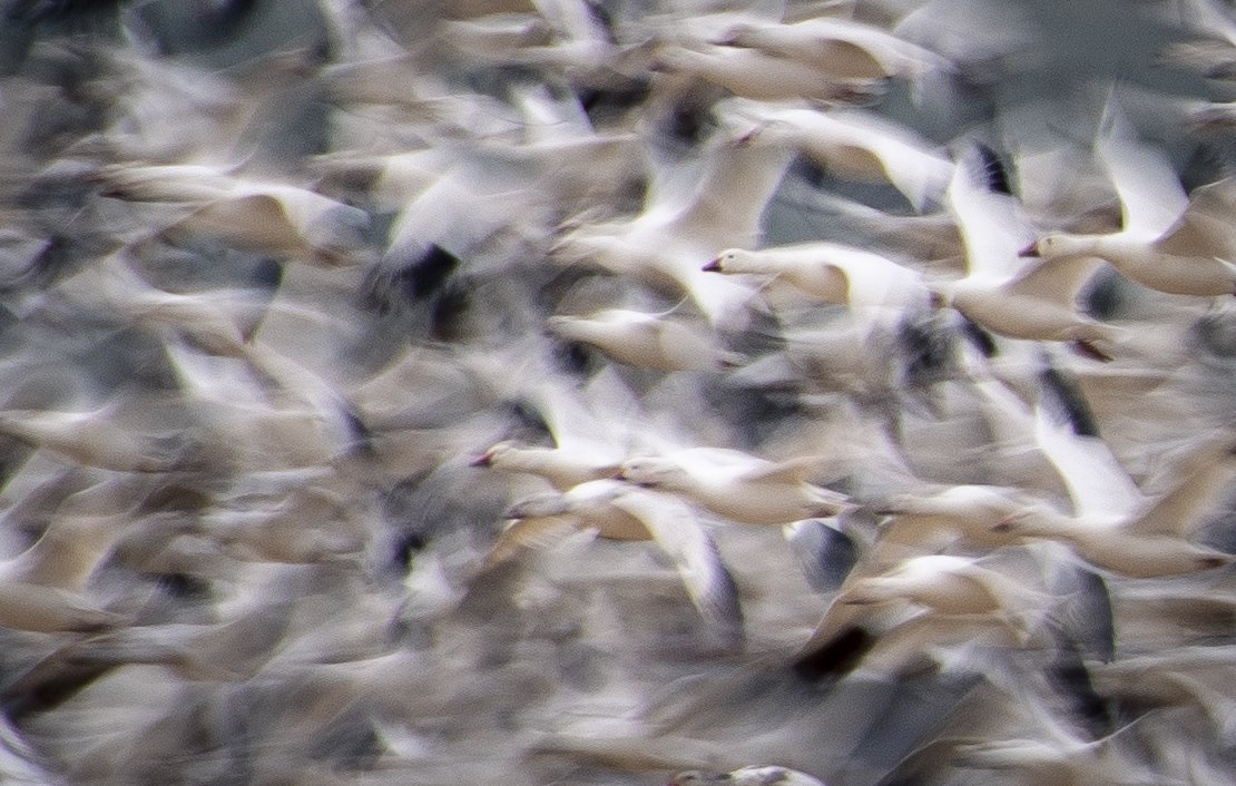 Snow Geese